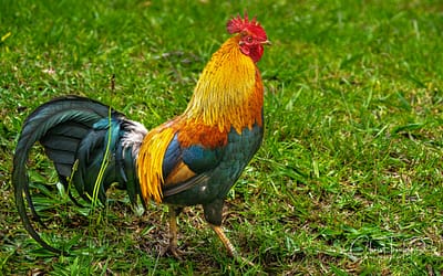 The Myth of the Phoenix